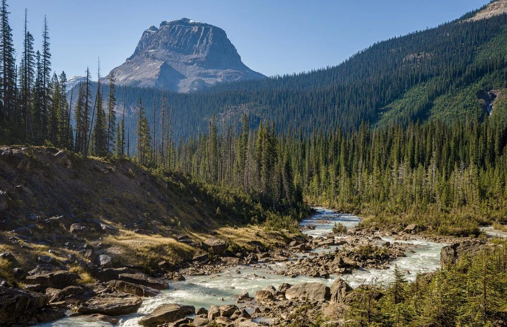 Depiction of a rocky and forest landscape in British Columbia, Canada